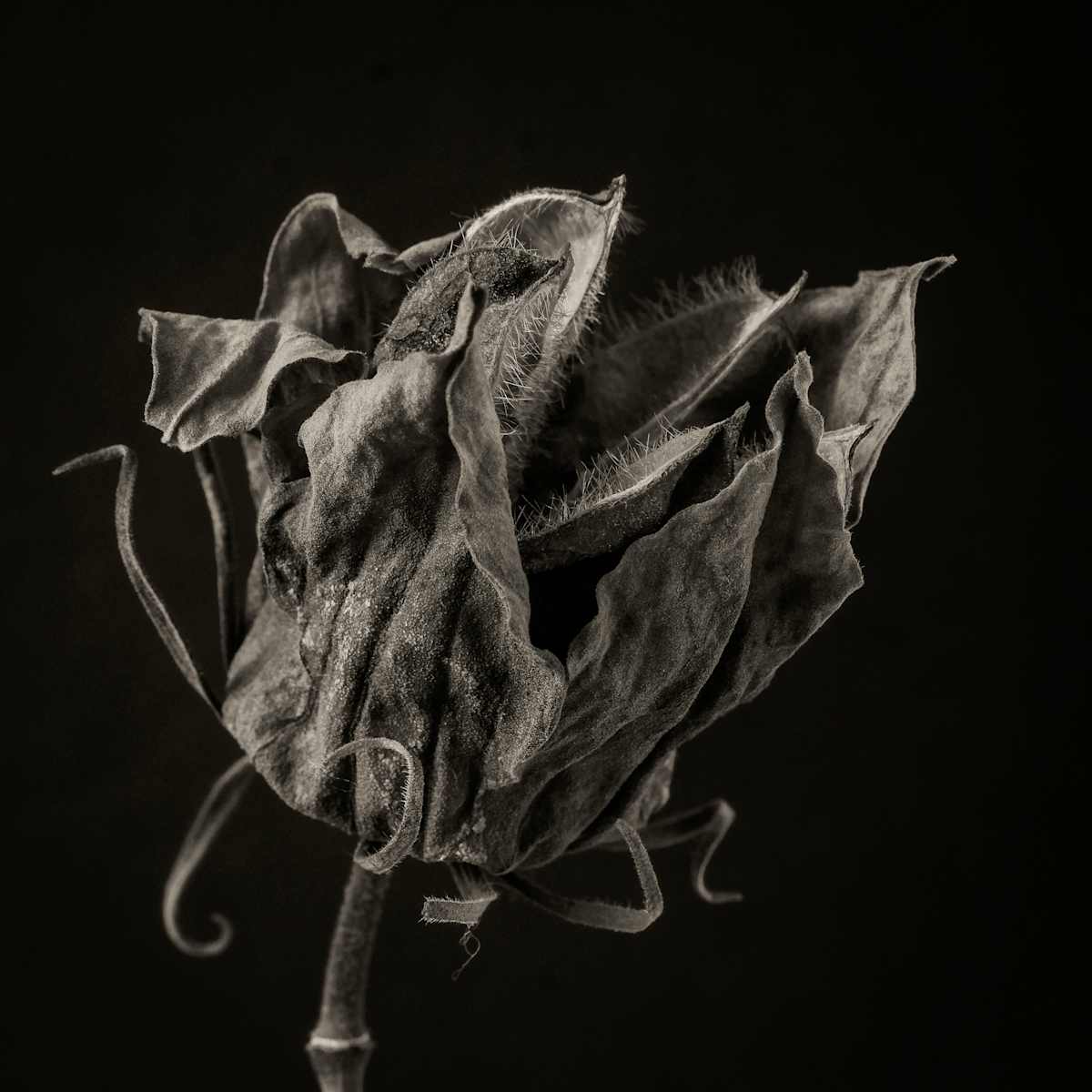 hibiscus9, Image 1.