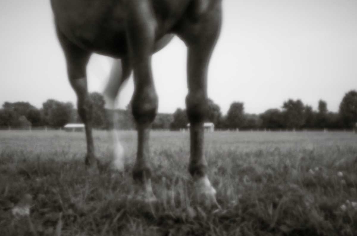 Horse I by Kelly Sinclair 
