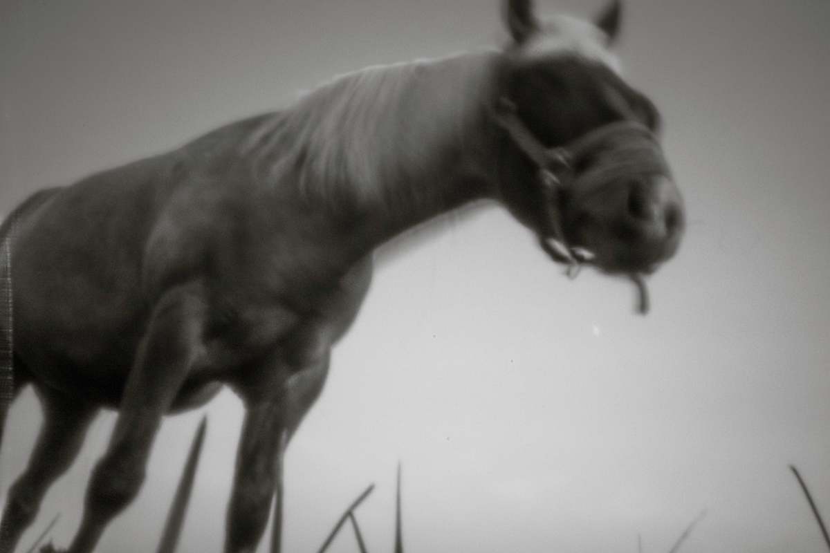Horse V by Kelly Sinclair 