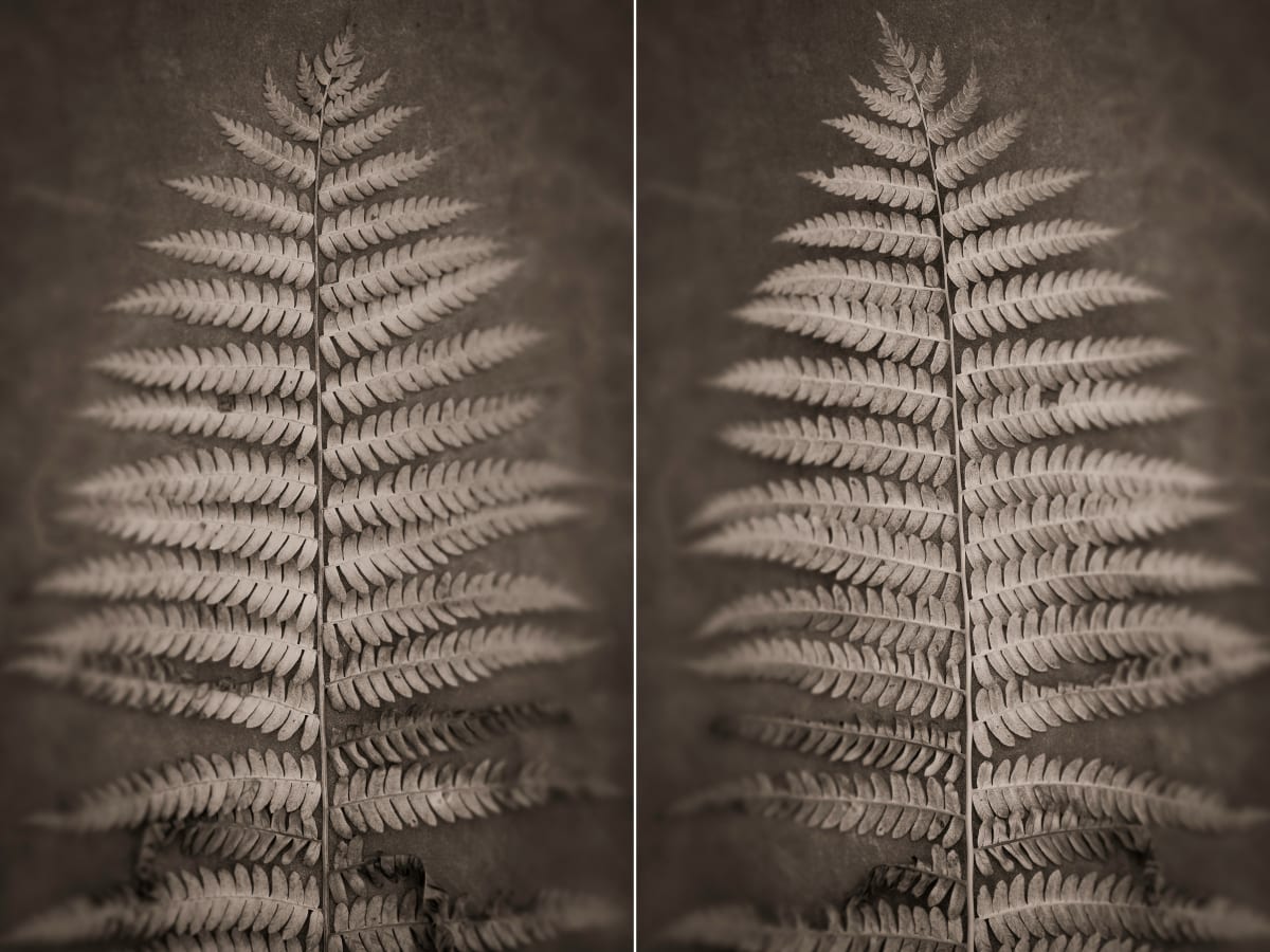 Interrupted fern 