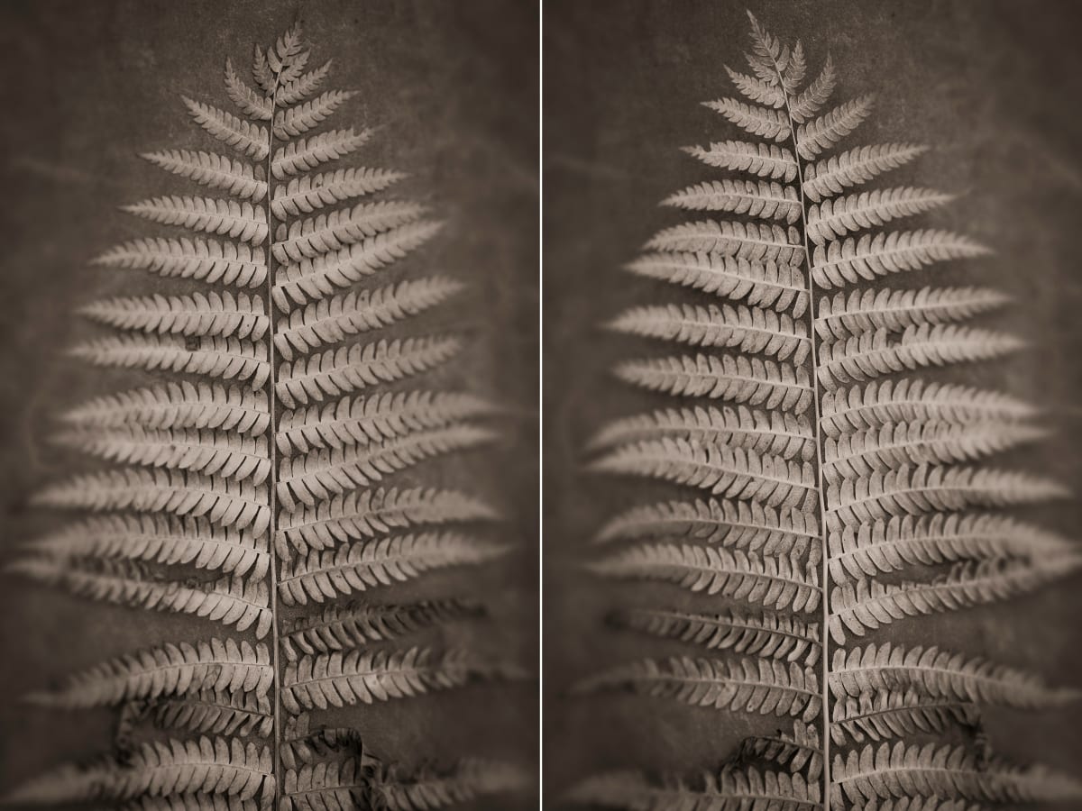 Interrupted fern, Image 2.