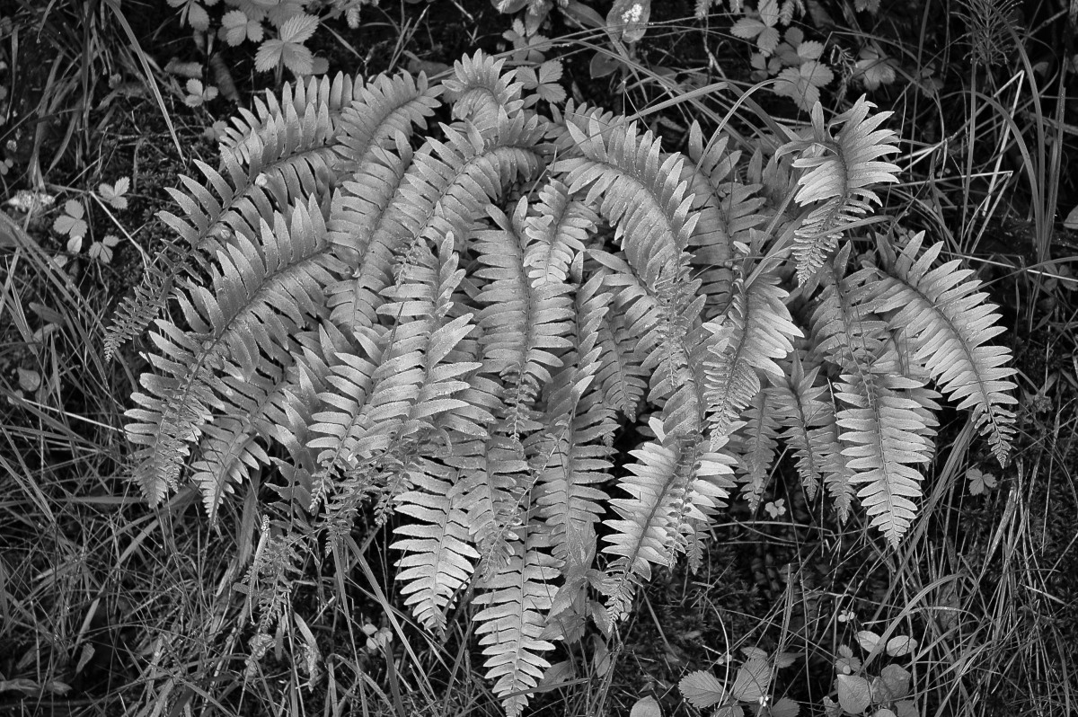 Summer Ferns by Kelly Sinclair 