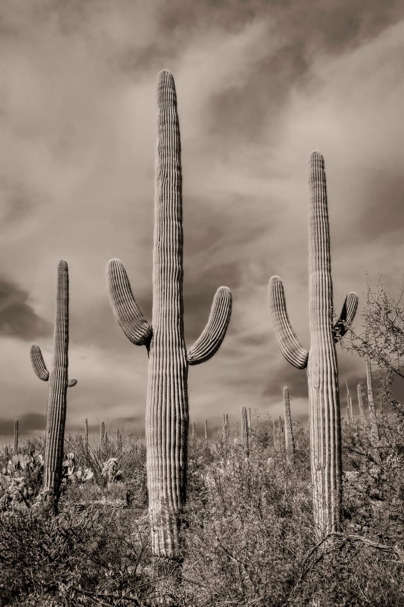 Sonoran desert by Kelly Sinclair 