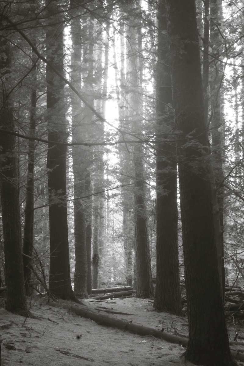 Cooper Lake hemlocks by Kelly Sinclair 