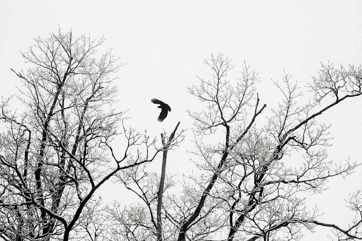 crow by Kelly Sinclair, Image 1.