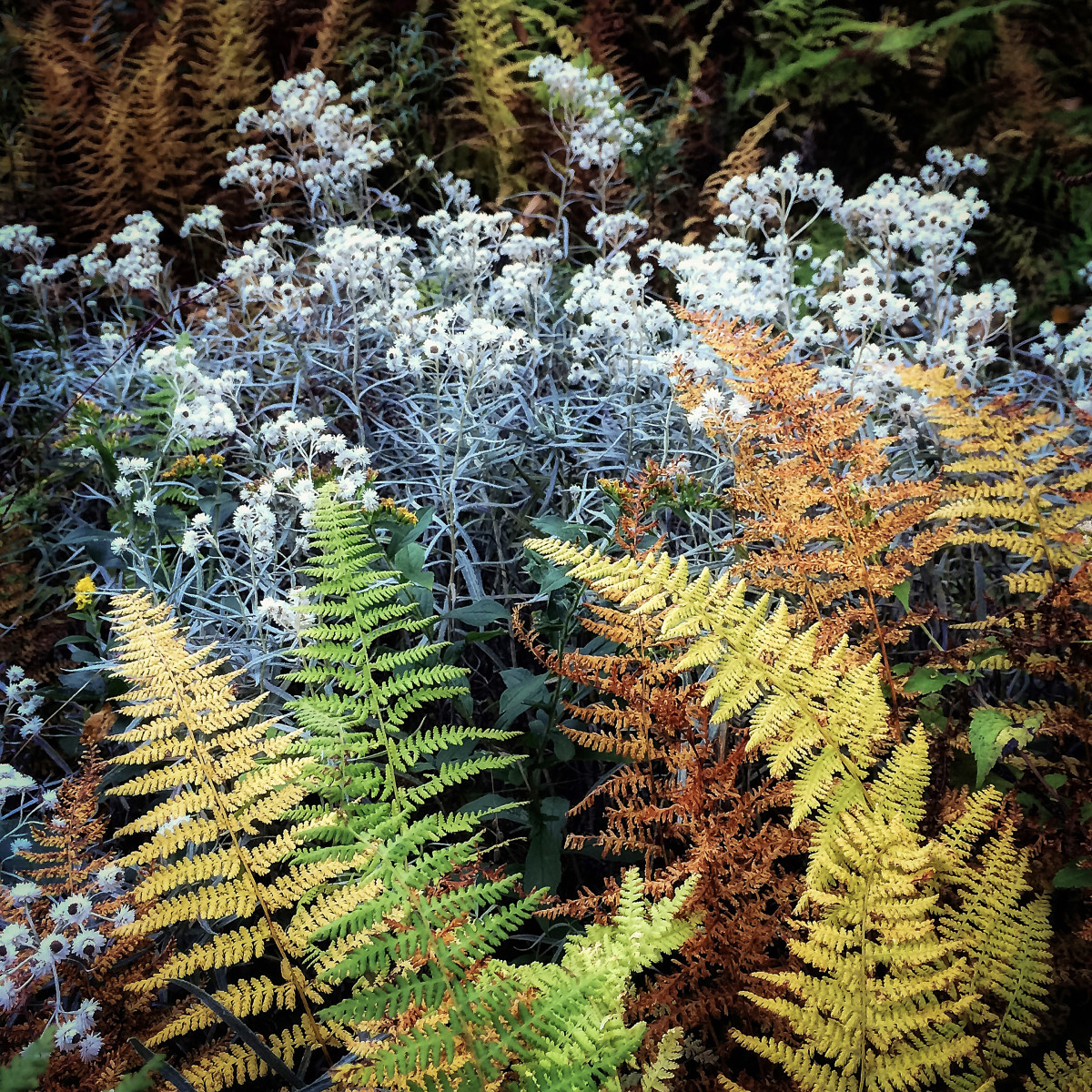 Pearly everlasting & ferns by Kelly Sinclair 