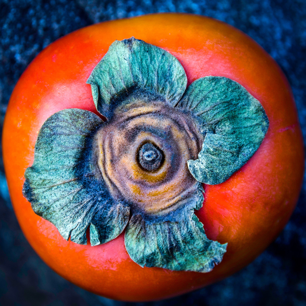 Persimmon by Kelly Sinclair 