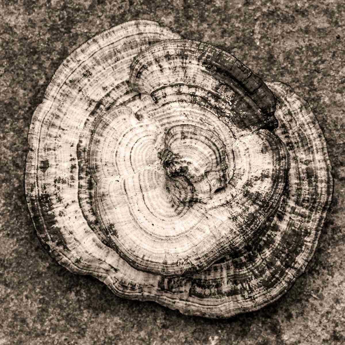 polypore by Kelly Sinclair 
