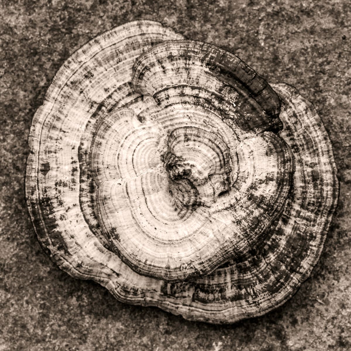 polypore by Kelly Sinclair, Image 1.
