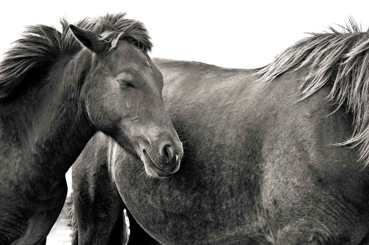 Dreaming Ponies by Kelly Sinclair, Image 1.