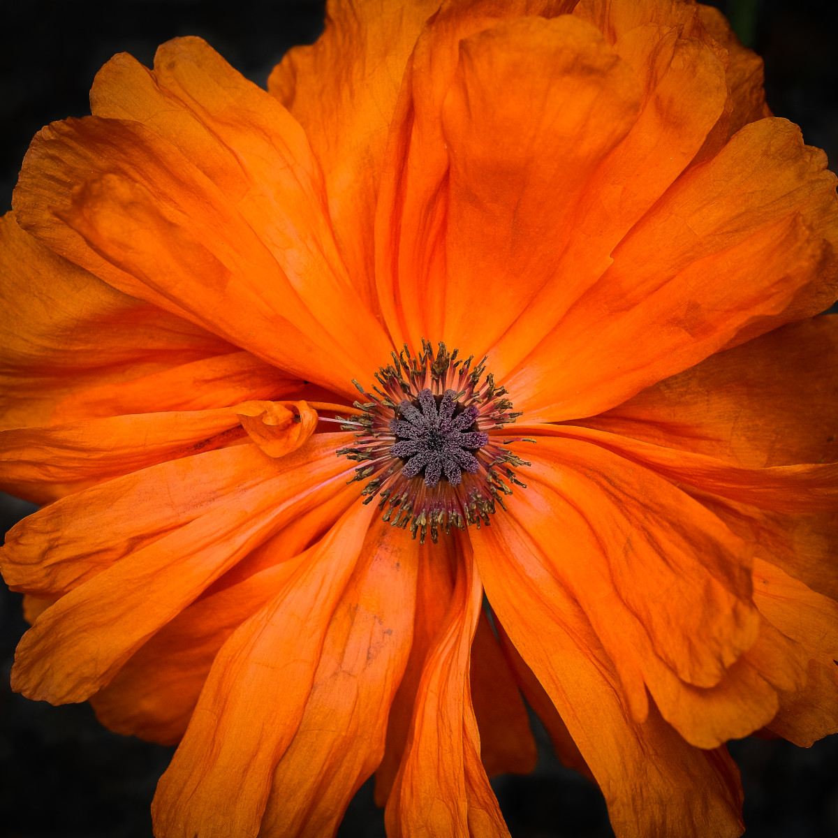 Poppy perfection by Kelly Sinclair 