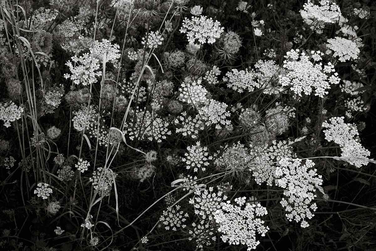 Queen Anne's Lace, September by Kelly Sinclair 