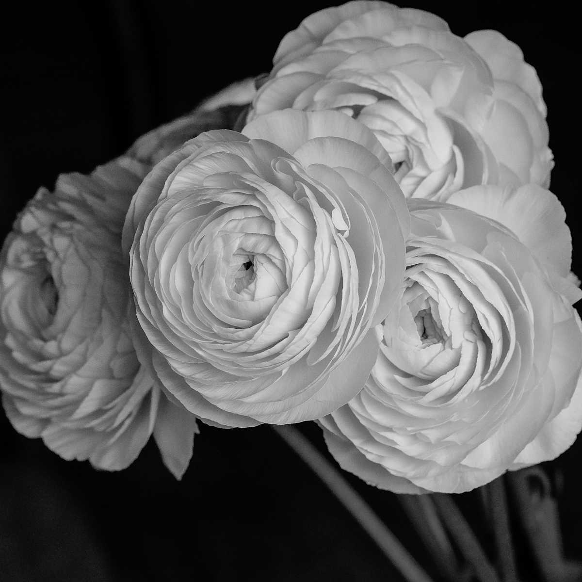 Ranuculus by Kelly Sinclair, Image 1.