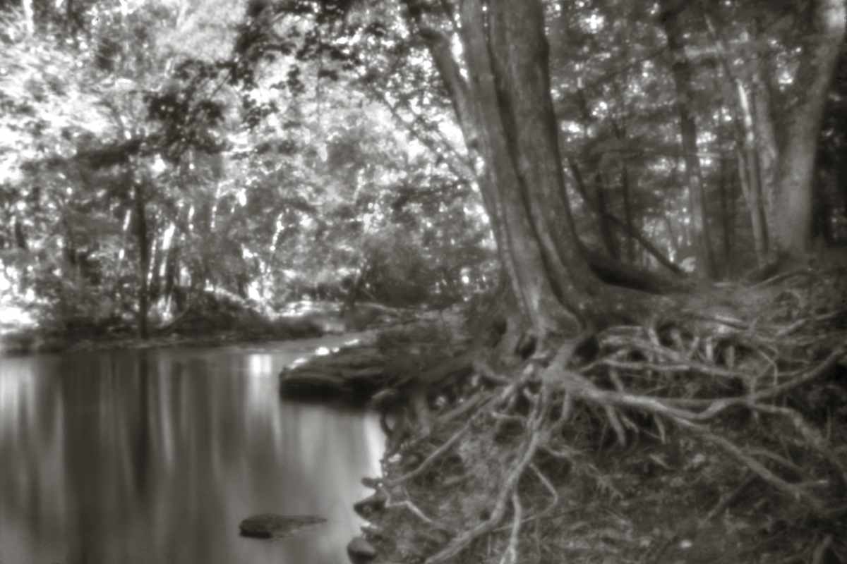 Little Deep roots by Kelly Sinclair 