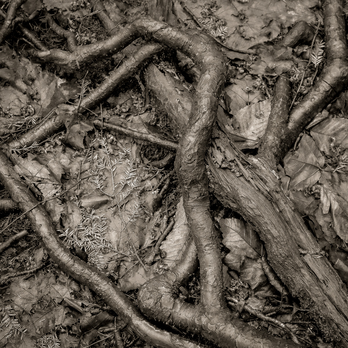 Roots by Kelly Sinclair 
