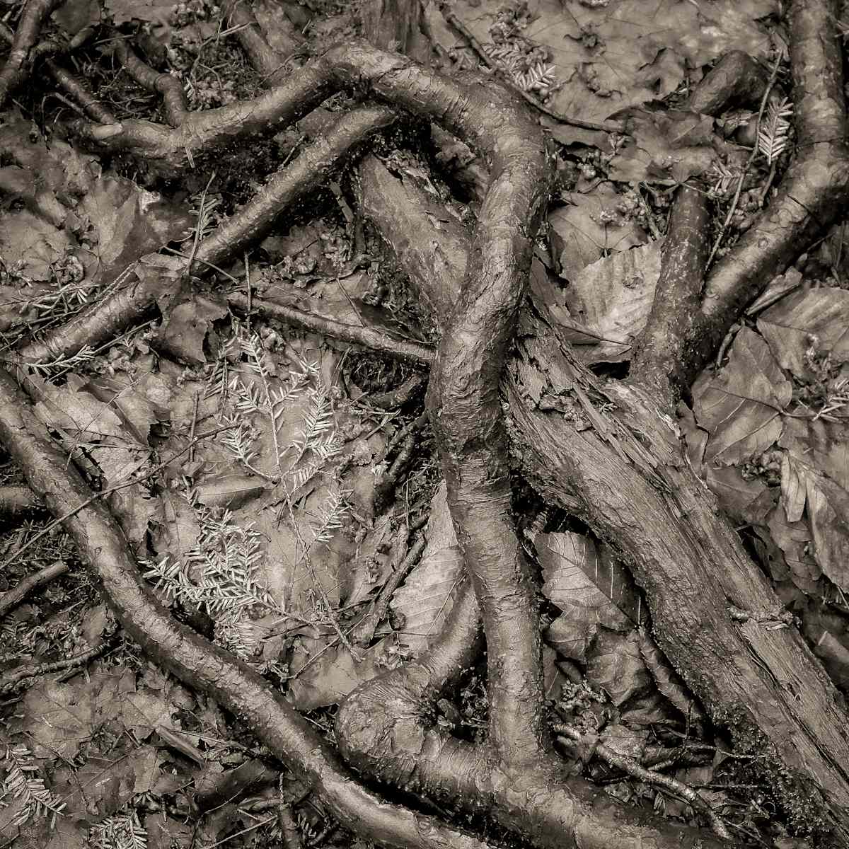 Roots by Kelly Sinclair, Image 1.