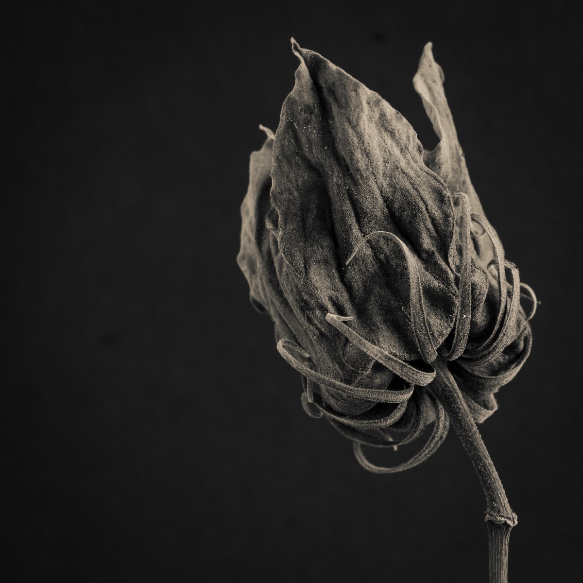 hibiscus2, Image 1.