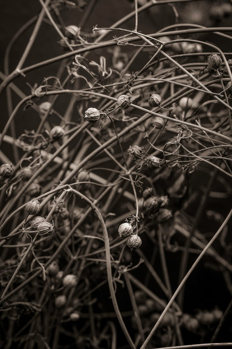 seeds #2, Image 1.