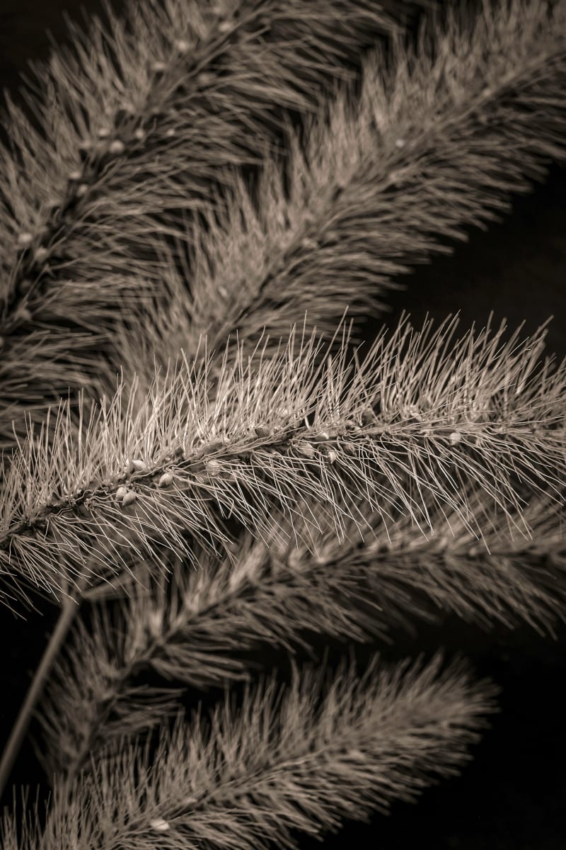 foxtail 