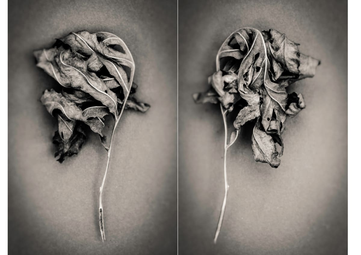 sensitive fern, Image 1.