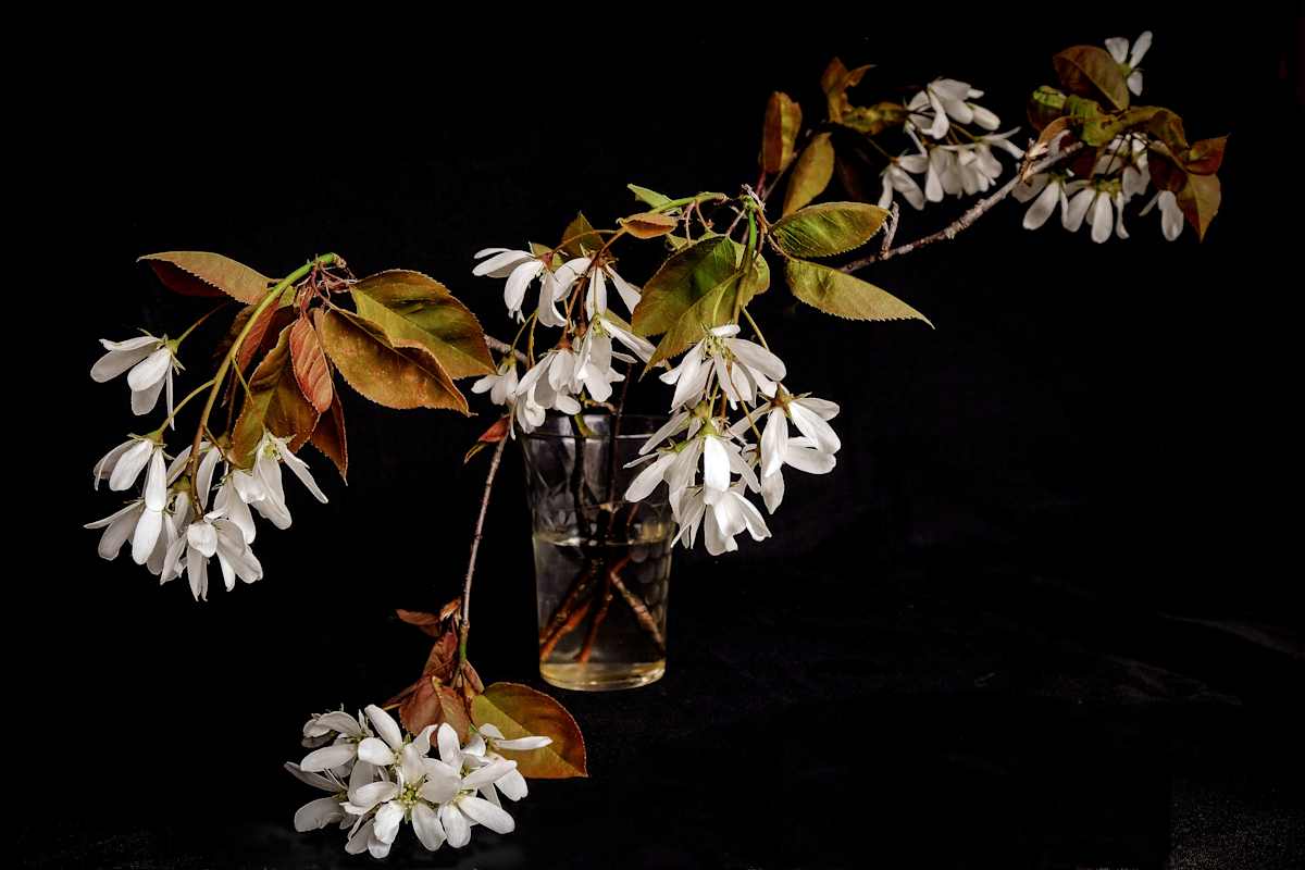 Service Berry, Image 1.