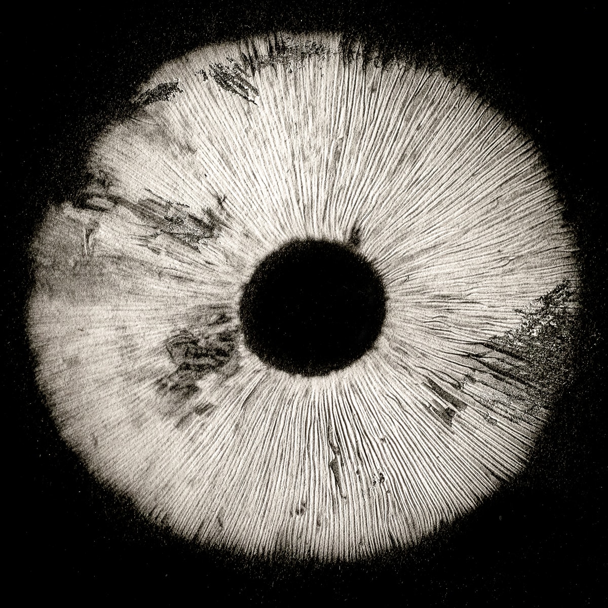 Spore print #11 