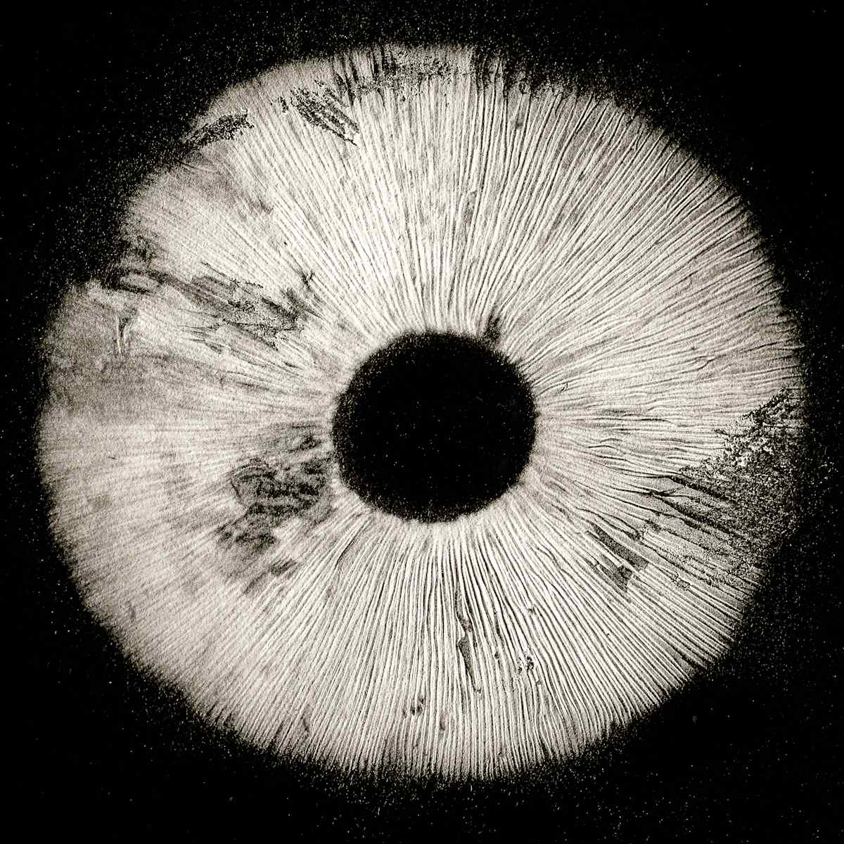 Spore print #11, Image 1.