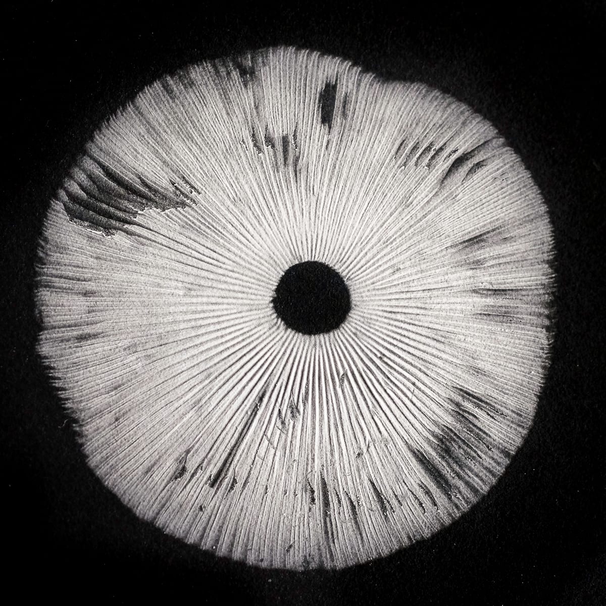 Spore print#4 