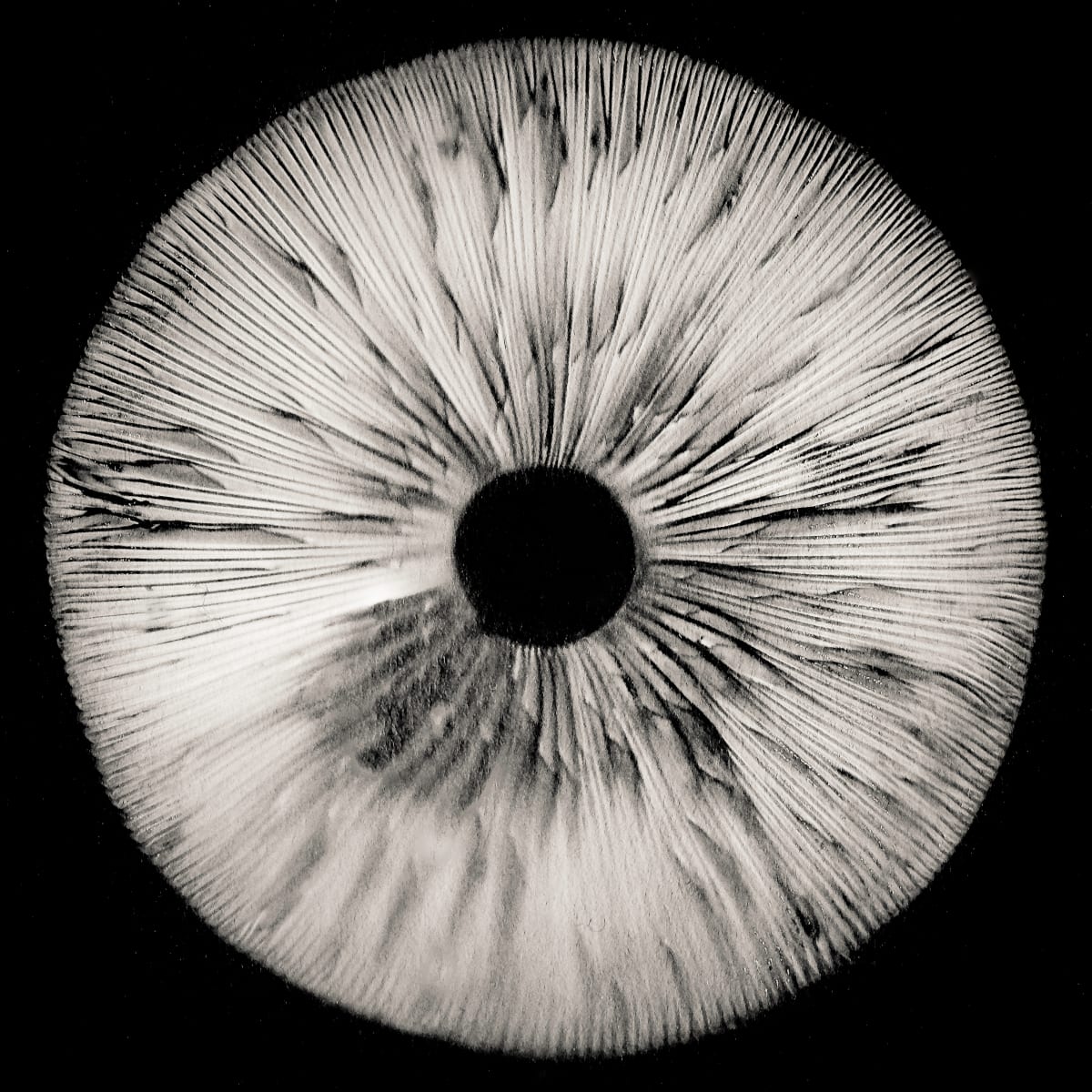 spore print #12 