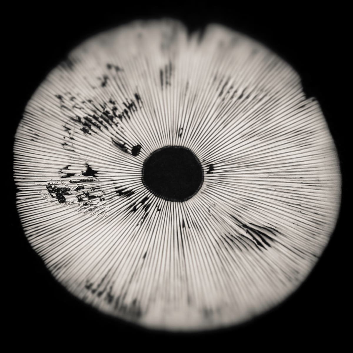 spore print #13 