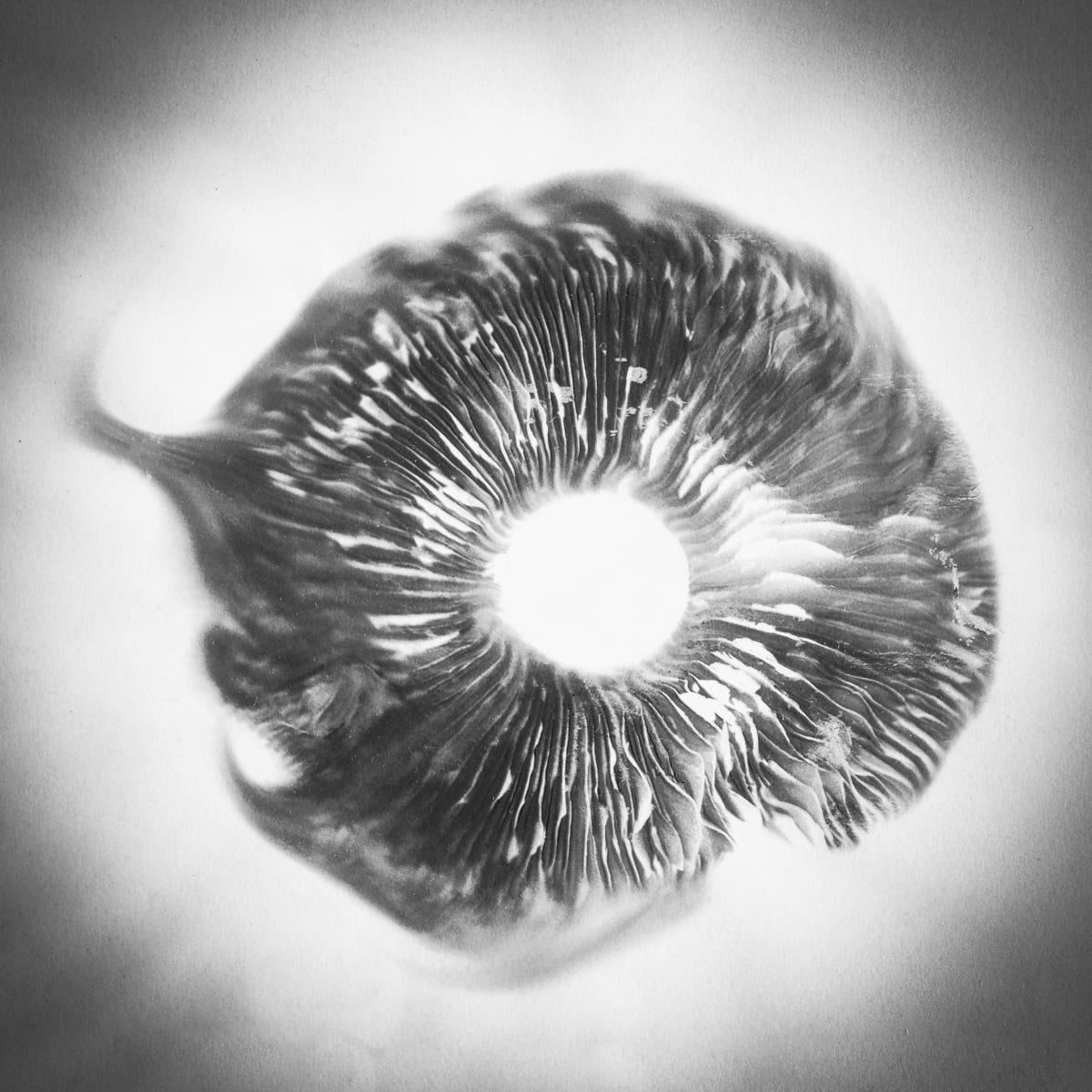 Spore print#2 