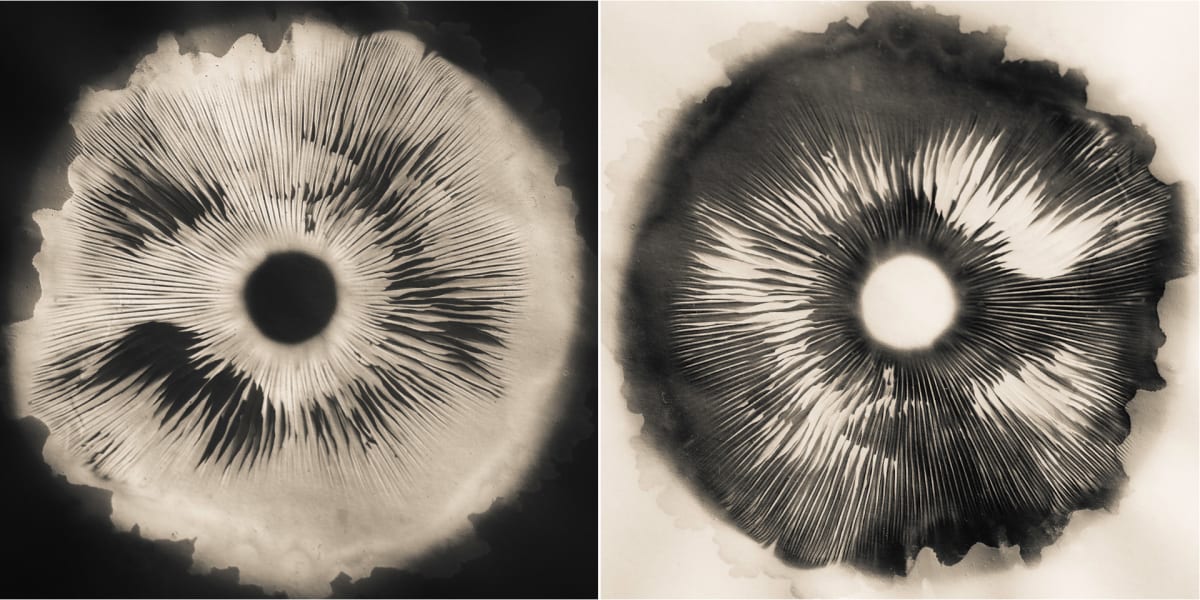 Spore print carbon copy 