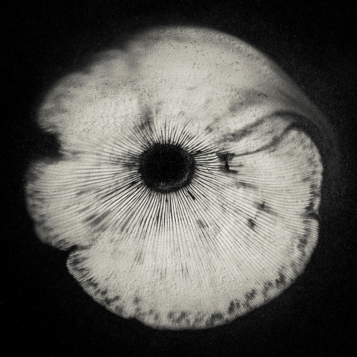 Spore print #1 by Kelly Sinclair 