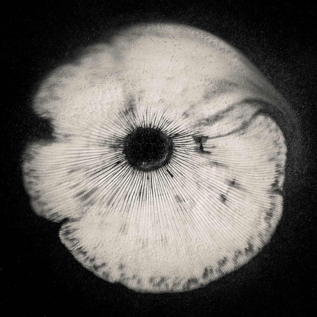 Spore print #1 by Kelly Sinclair, Image 1.