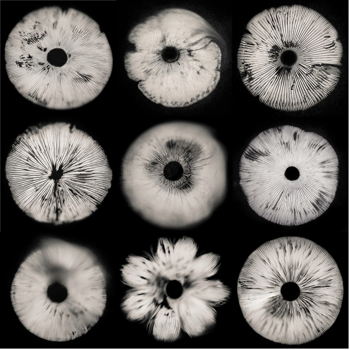 spore print#9 