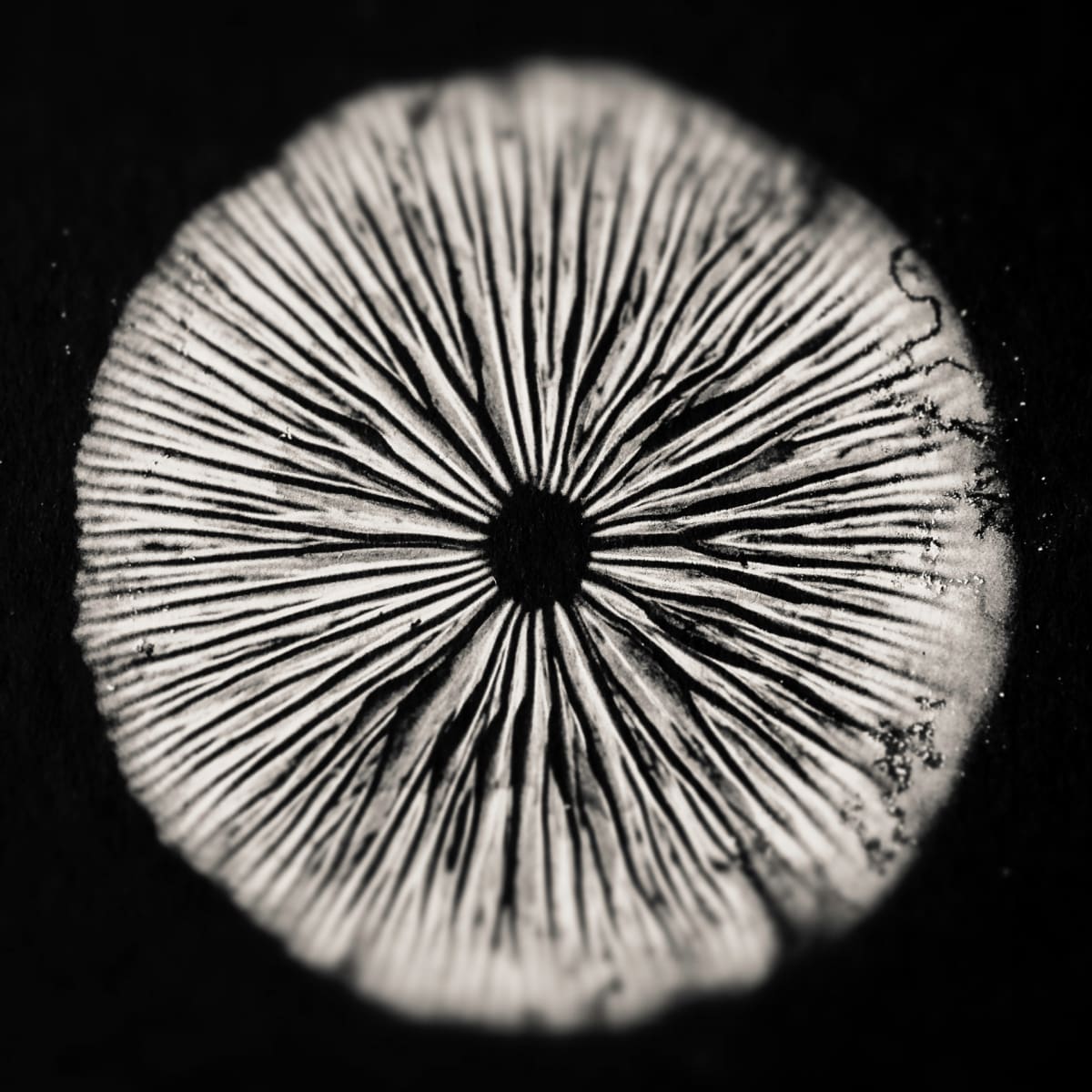 spore print XIV 