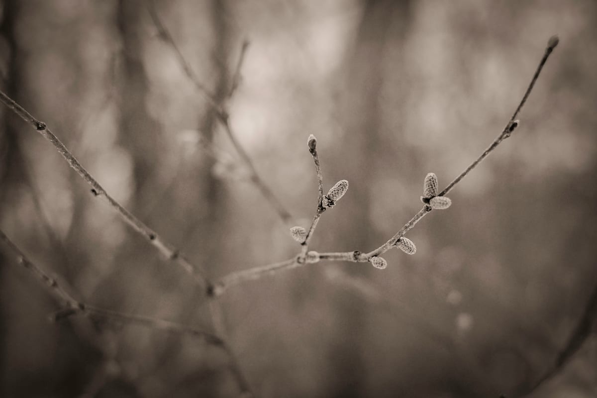 early spring, Image 1.