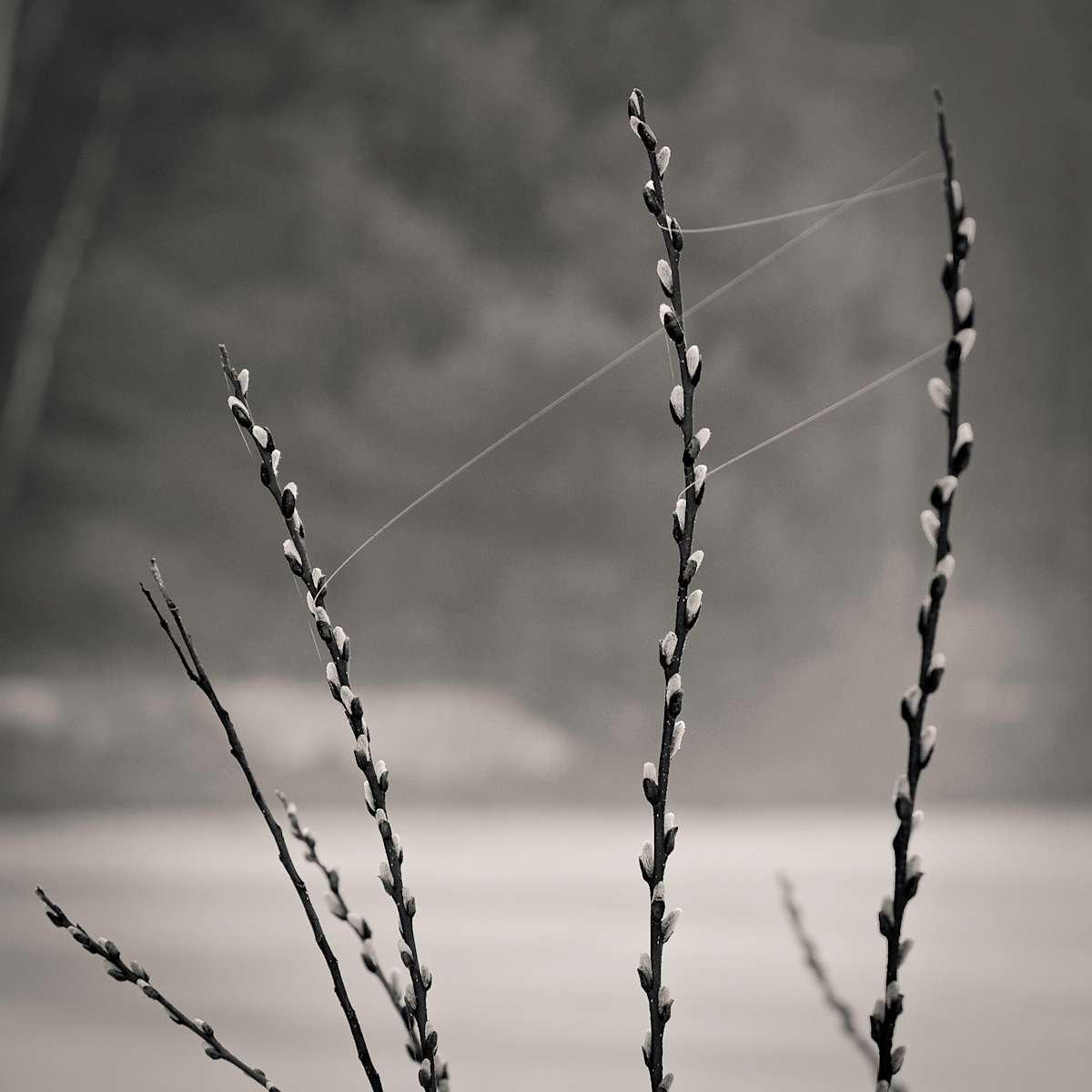 Spring Music by Kelly Sinclair, Image 1.