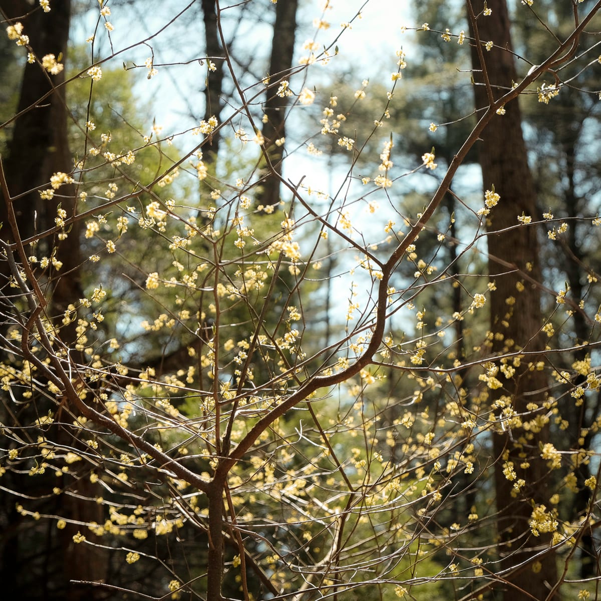 Spring, Image 1.