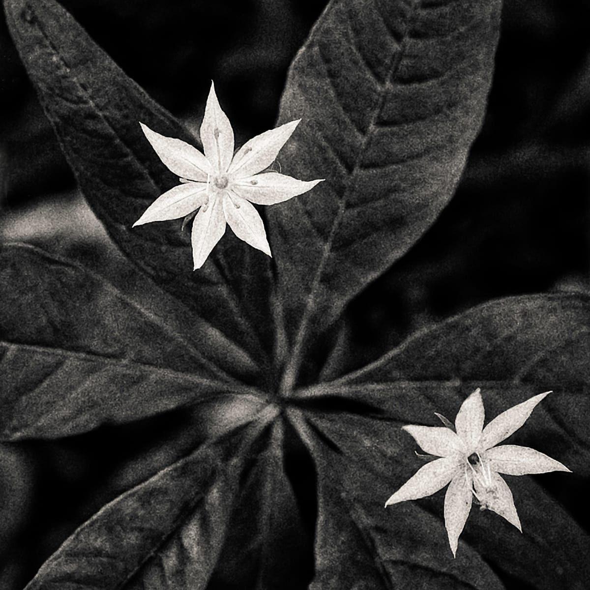 Starflower 