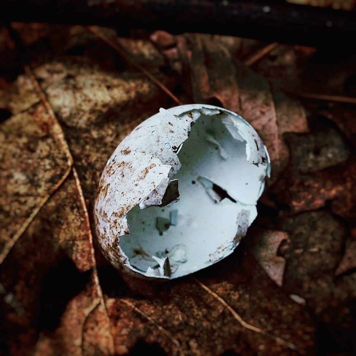 Forest floor by Kelly Sinclair, Image 1.