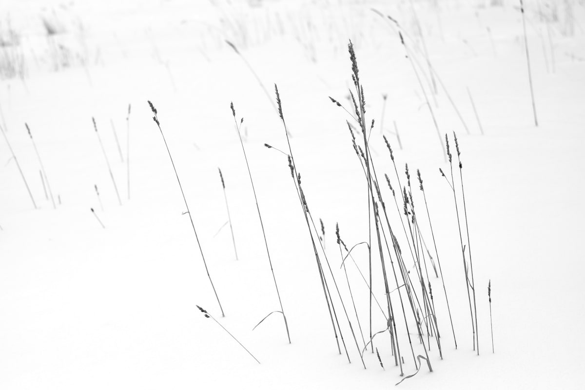 winter weeds 