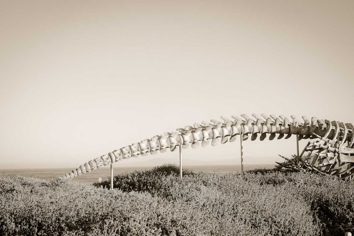 whale by Kelly Sinclair, Image 1.