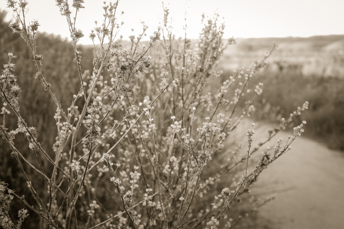 wildflowers II by Kelly Sinclair 