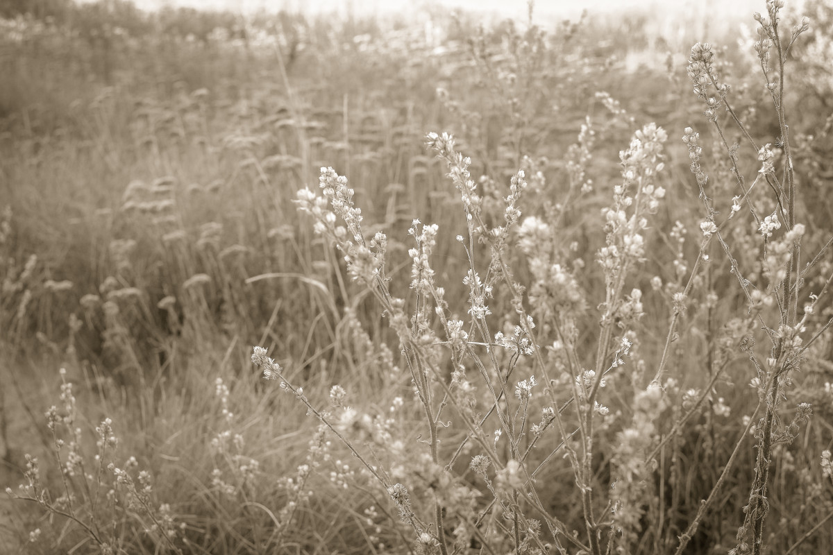 october wildflowers by Kelly Sinclair 