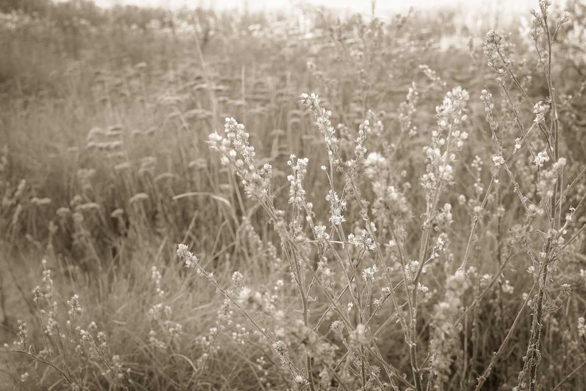 october wildflowers by Kelly Sinclair, Image 1.