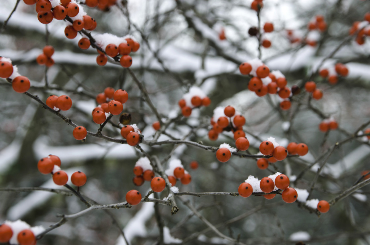 Winter Berries by Kelly Sinclair 