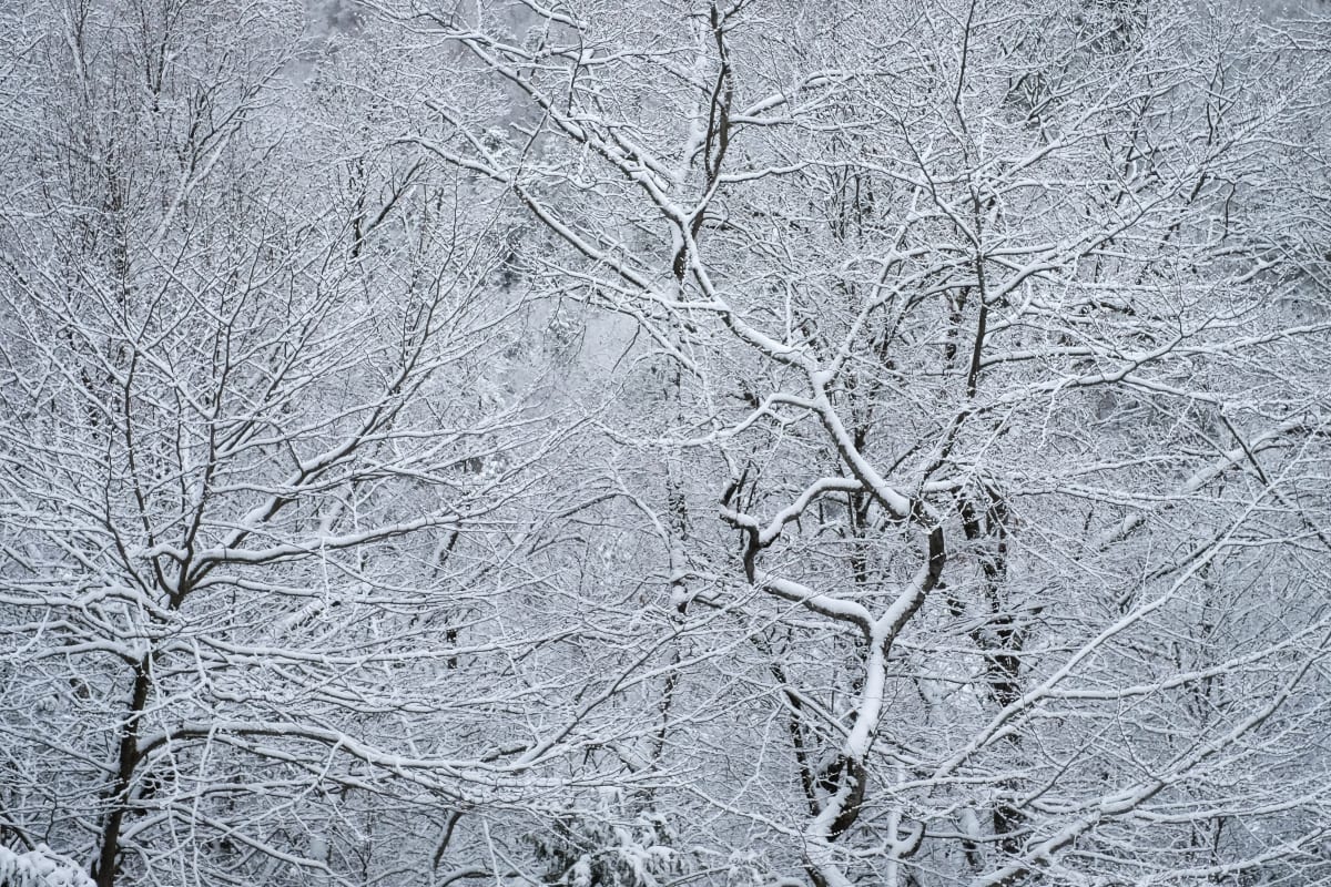 winter dance 