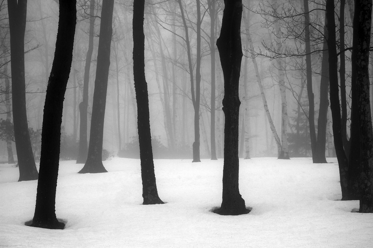 Winter Fog by Kelly Sinclair 