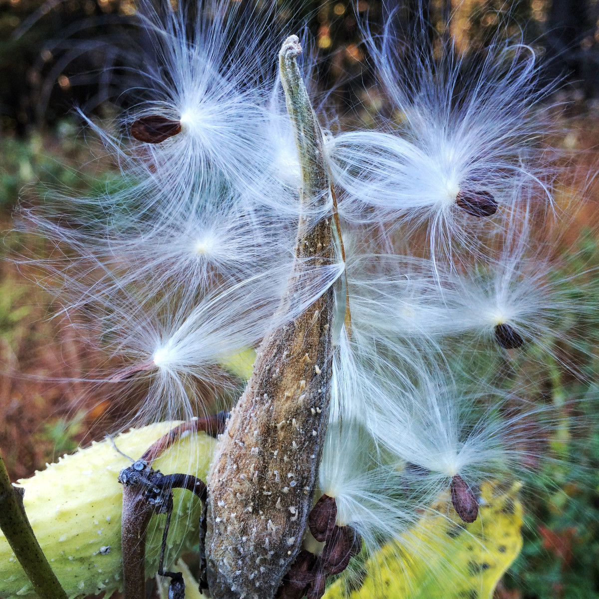 Wish by Kelly Sinclair, Image 1.